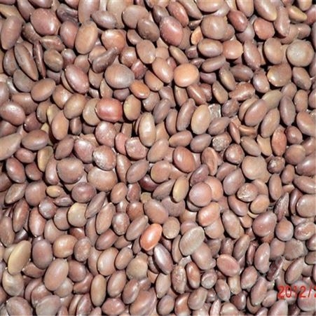 无杂质皂角种子 今年新采 提供种植技术 全国发货