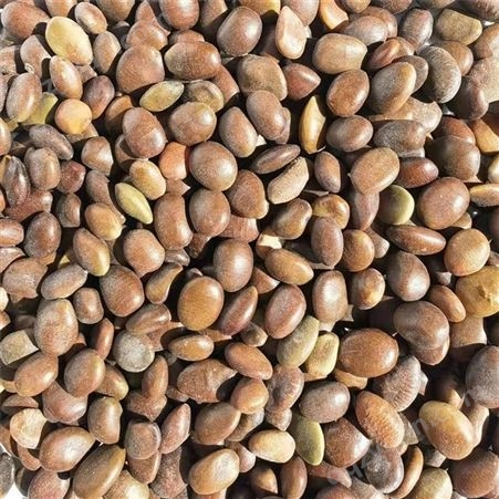 无杂质皂角种子 今年新采 提供种植技术 全国发货